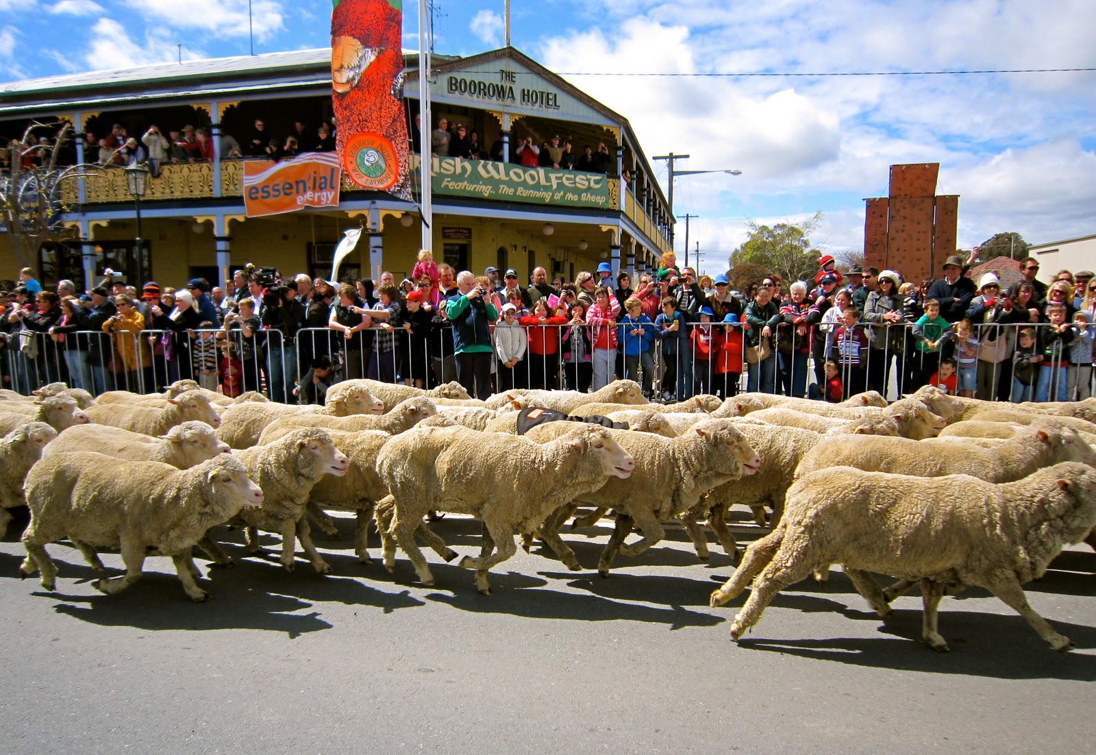 One Hungry Hen Boorowa Irish Woolfest (Running of the Sheep)