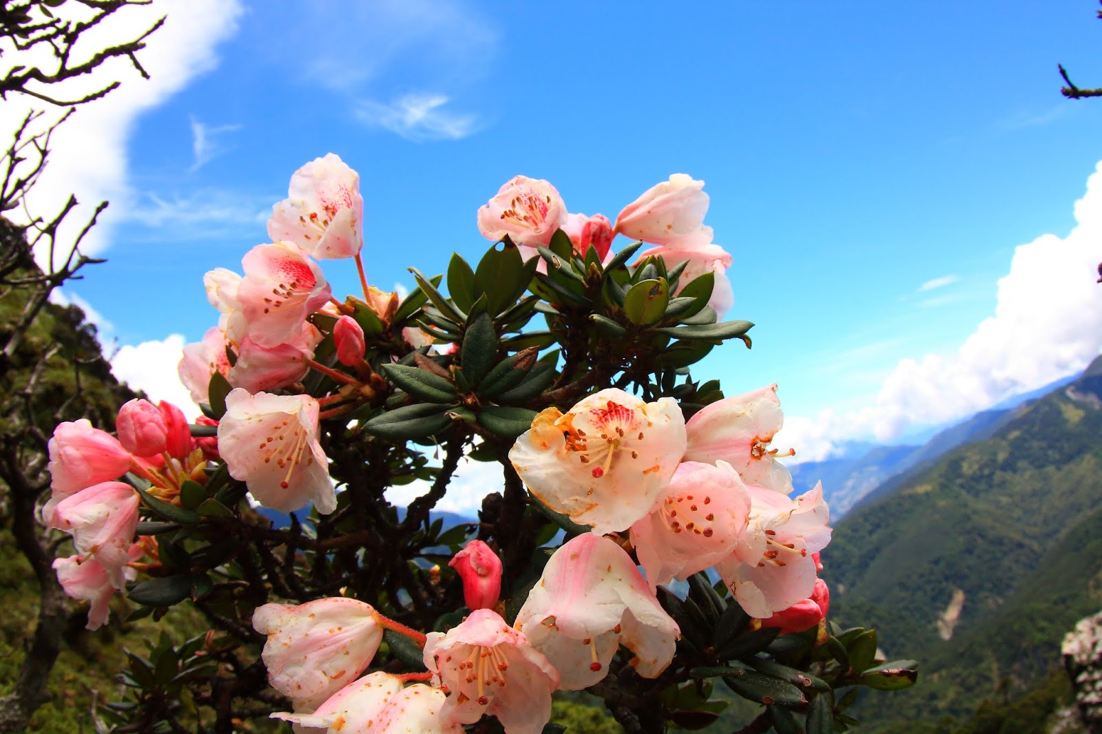 奇萊山稜線前的玉山杜鵑花