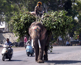 Ulaşım amacıyla yük hayvanı olarak kullanılan fil.