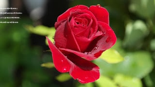 love vest shayri, love vest shayri,