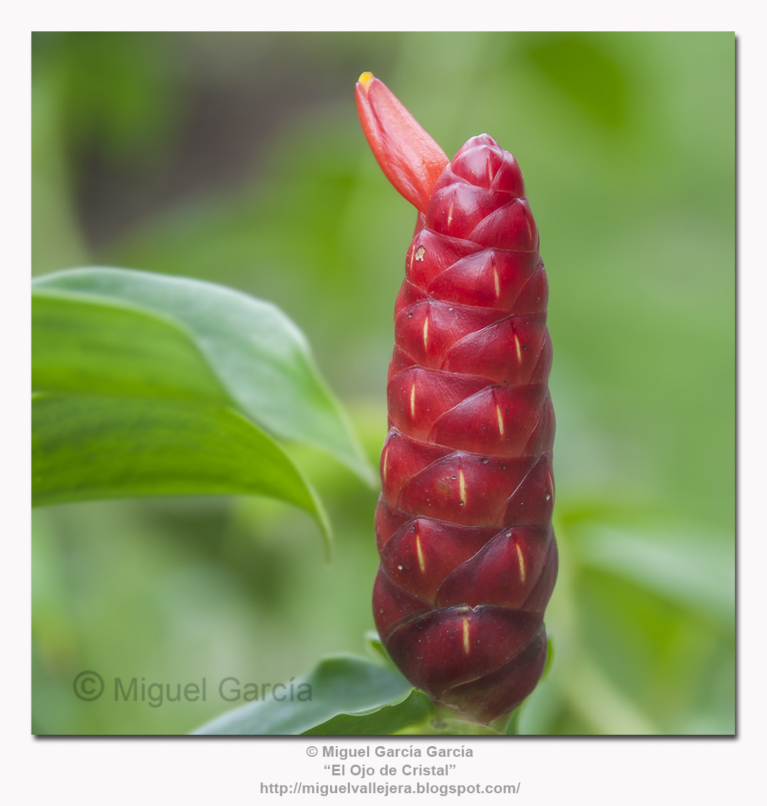 Flor del Jengibre.