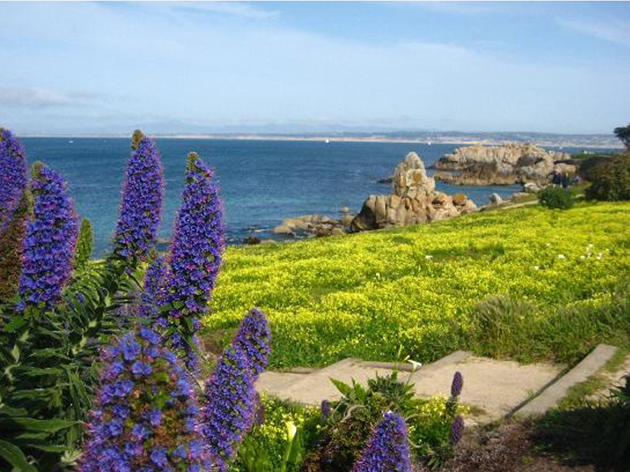 Bay Area Arts Pacific Grove Monarch butterflies, a lighthouse and more