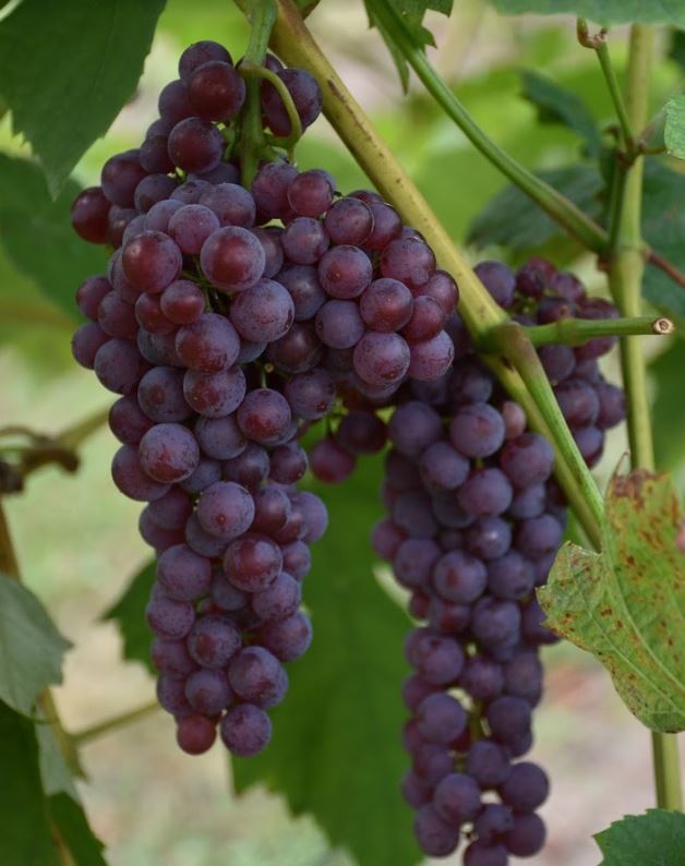 What is the Future of Table Grapes in Minnesota?