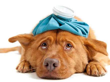 BLOGUE DA NATUREZA EM FORMA: O que é a tosse do canil?