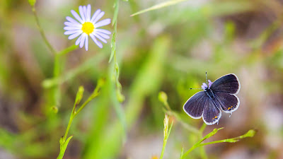 Garden, butterfly, grass, focus, macro