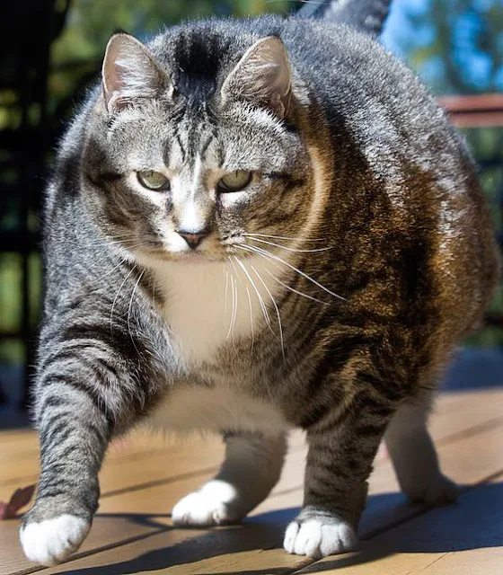 Logan a grey tabby cat weighing 31 pounds