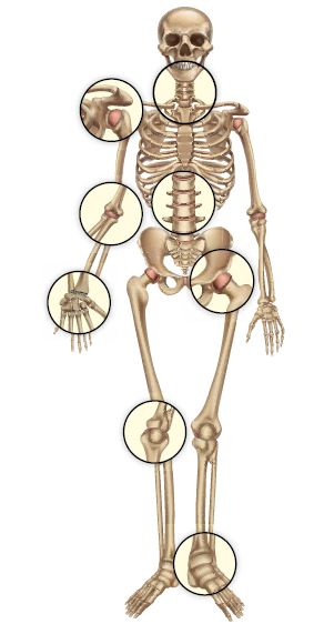 Sistem Rangka Manusia