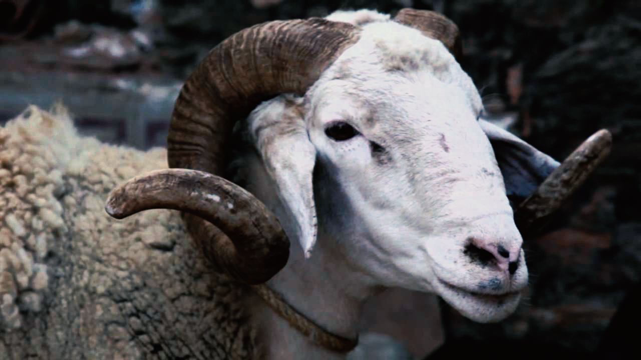 نانو ويب راديو اسئله واجابات هامة ومفيده جدا الأضحية وأحكامها