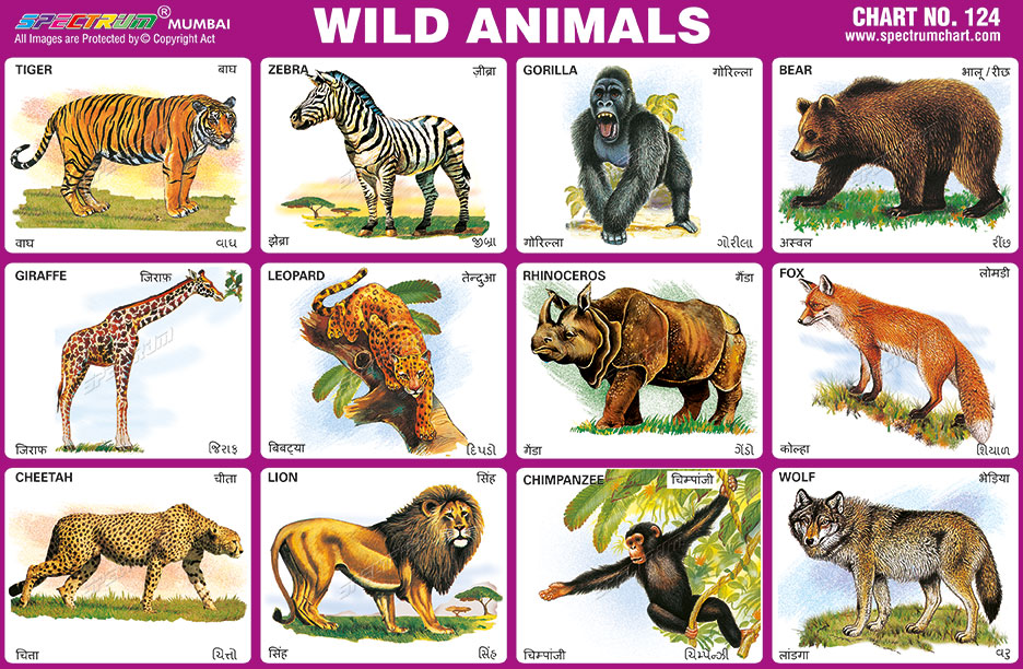 Wild animals тема. Wild animals на английском. Карточки с дикими животными. Дикие животные по английскому. Животные на s.
