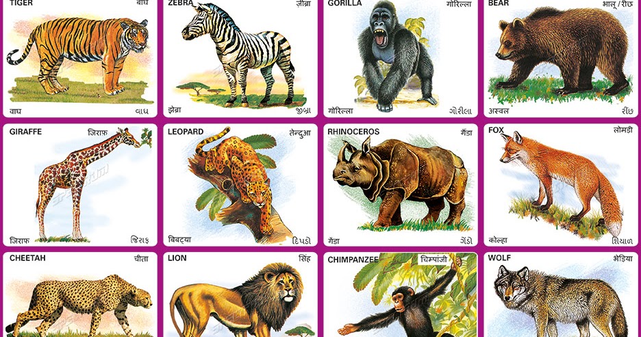 Top 166 Chart Wild Animals Of Karnataka Inoticia top-166-chart-wild-animals-of-karnataka-inoticia