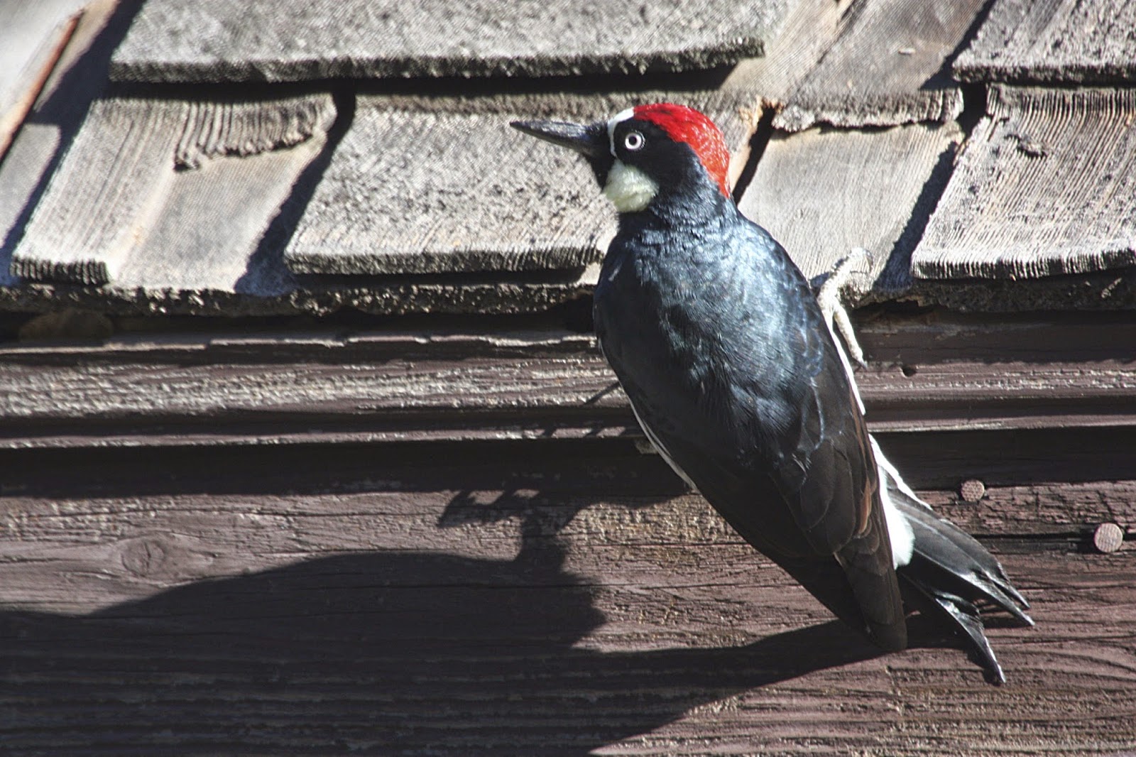Superior Windowland LLC Official Blog How to Prevent Woodpeckers from