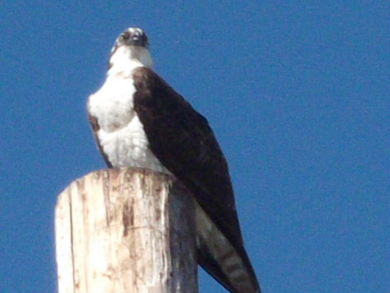 black hawk and the white winged dove