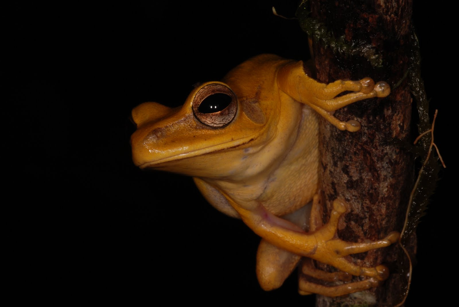 Anfíbios e Répteis do Brasil Hypsiboas multifasciatus (Günther, 1859