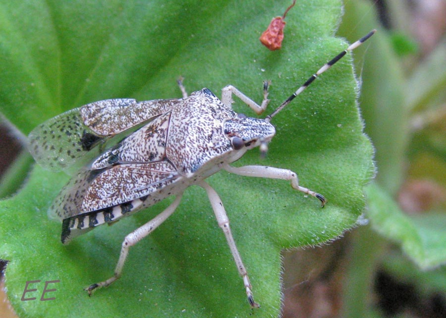 Mallorca es así también: Chinche de árbol