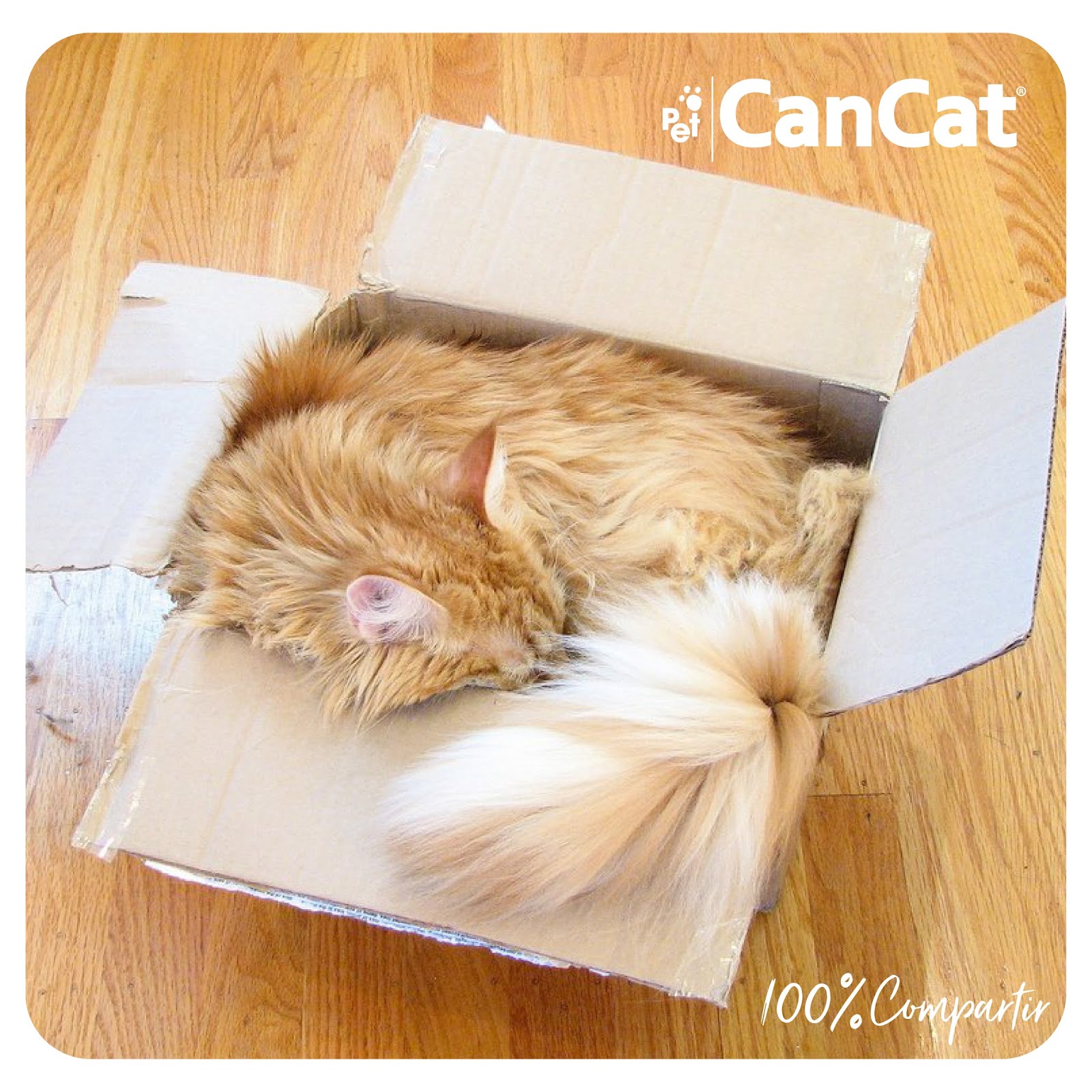 PET CANCAT Sabías por qué a los gatos les gustan tanto las cajas? PET CANCAT Sabías por qué a los gatos les gustan tanto las cajas?