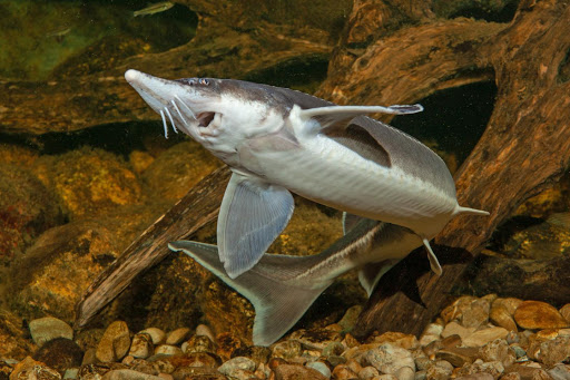 sterlet fish