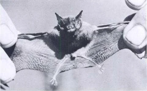 kitti's-hog-nosed-bat-خفاش-طنان