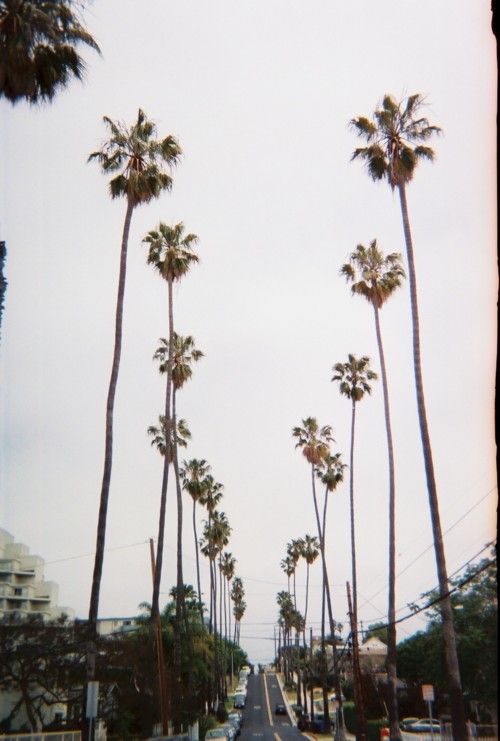 {at this moment | things : the importance of palm trees}