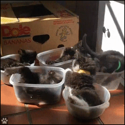 Funny Cat GIF • Five funny kittens having fun playing in Tupperware containers all together Funny Cat GIF • Five funny kittens having fun playing in Tupperware containers all together