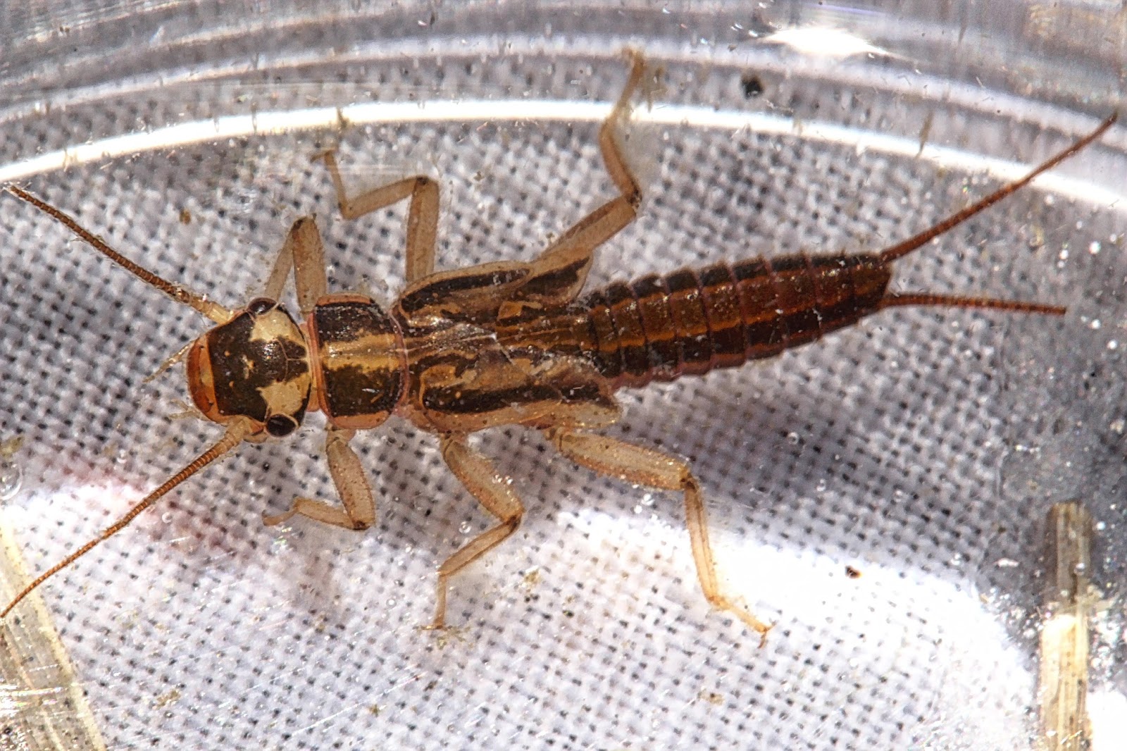 Aquatic Insects of Central Virginia A Montana Sampler Lots of New