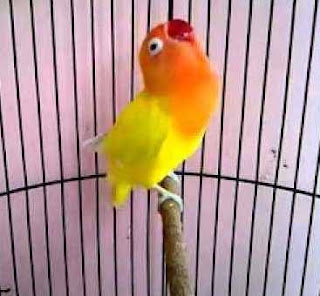 Pakan Lovebird Konslet Jebol Durasi Lomba Purwomp Com