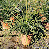 Ejemplar de planta palmácea dasylirium longissimum