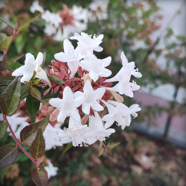 Flores blancas Madirex