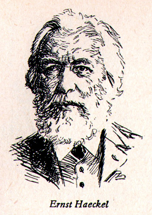 Геккель (1834—1919). Эрнст геккель. Геккель ученый биолог. Эрнст геккель. Эрнст геккель.
