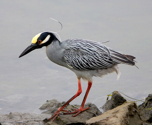 Bellas Aves de El Salvador: agosto 2015