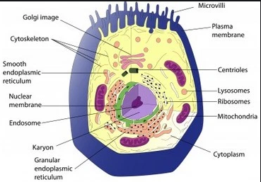 Biology Tutorials: Cell and Cell Structure