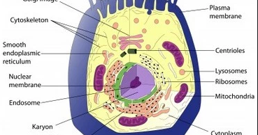 Biology Tutorials: Cell and Cell Structure