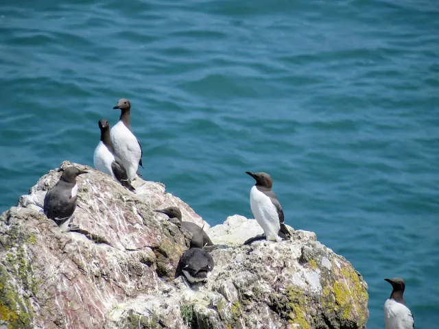 Day trip to Ireland's Eye Island - guillemots on a rock