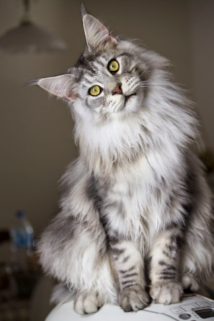700 best Beautiful Maine Coon Cats ️ images on Pinterest | Beautiful ...