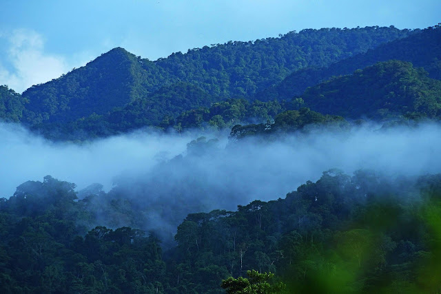 Bosque de Protección San Matías - San Carlos