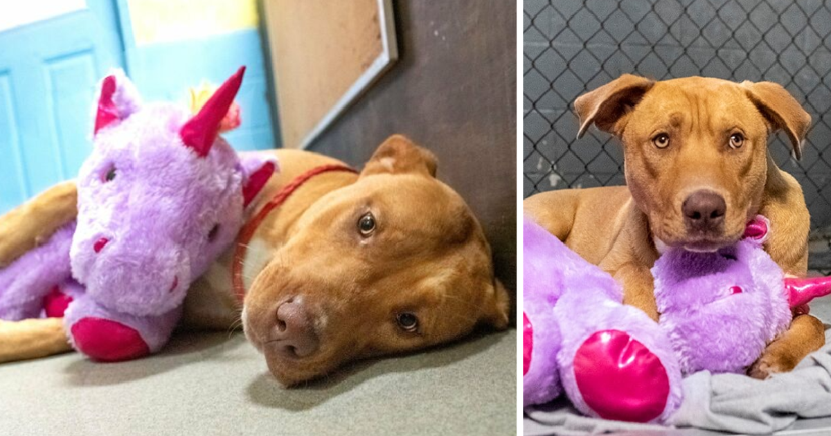A Stray Dog Who Kept Trying To Steal A Purple Unicorn From A Store Gets