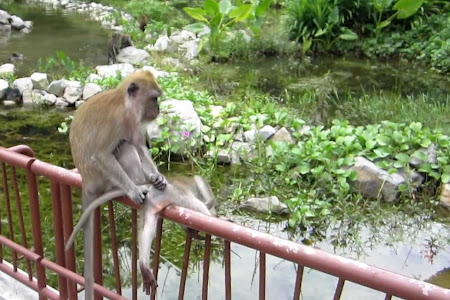   Resident's house was attacked by a herd of monkeys in Sukabumi