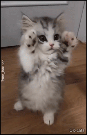 Funny Kitten GIF • Adorable precious floof kitty standing and dancing in a funny way. The Macarena cattitude Funny Kitten GIF • Adorable precious floof kitty standing and dancing in a funny way The Macarena cattitude