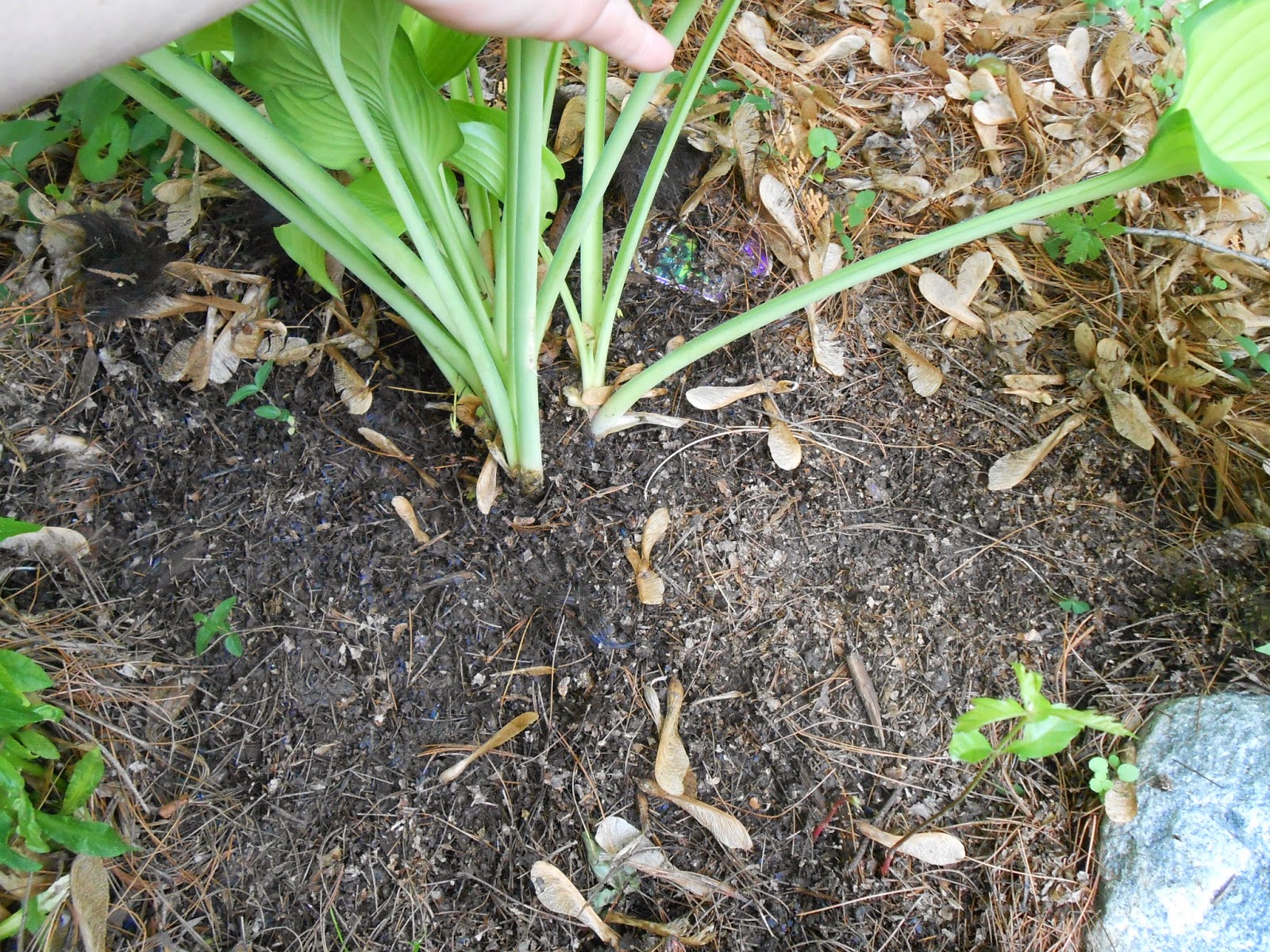 Why Do My Hostas Have Holes In The Leaves