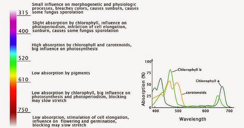 Cannabis Growers Worldwide: What are the best types of Hydroponic and ...