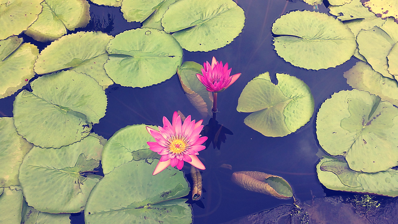 PETITS PARADIS: Jardin Botanique De Pamplemousses, Île Maurice