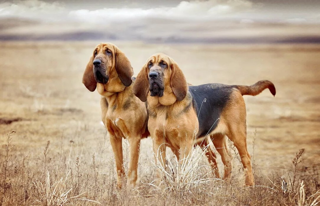 бладхаунд официальный сайт