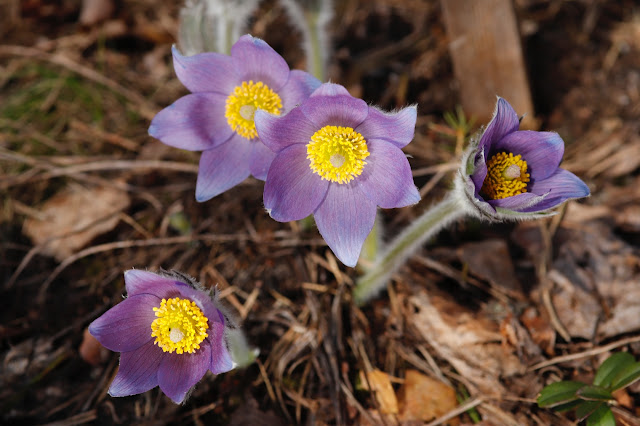 Pulsatilla patens