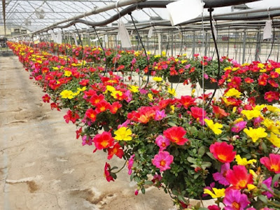 Portulaca grandiflora