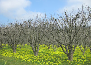 Bare trees in an orchard carpeted with blooming yellow oxalis along Eureka Canyon Road above Corralitos, CA