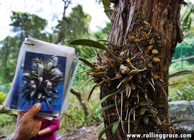Bulbophyllum Medusae