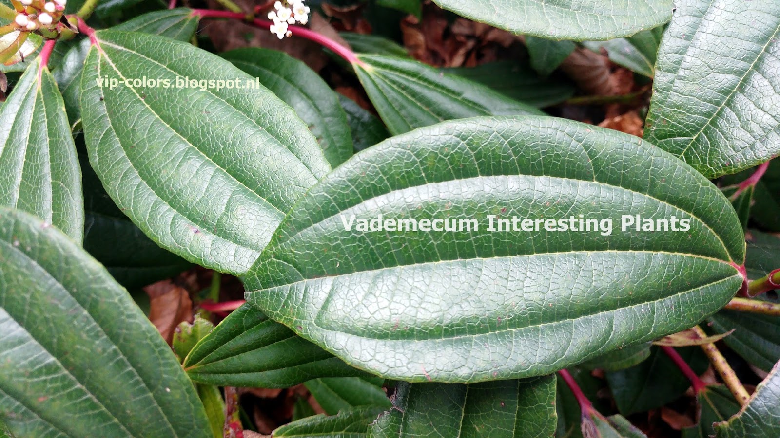 Vademecum Interesting Plants Viburnum davidii Kalina Dawida