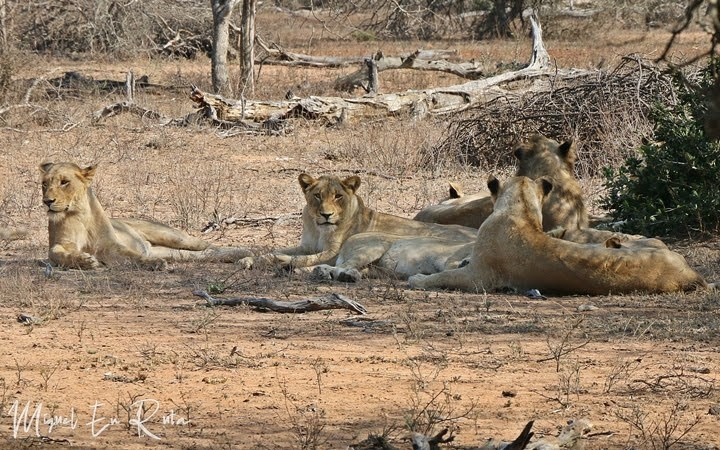 Leones de Tshokwane, Kruger