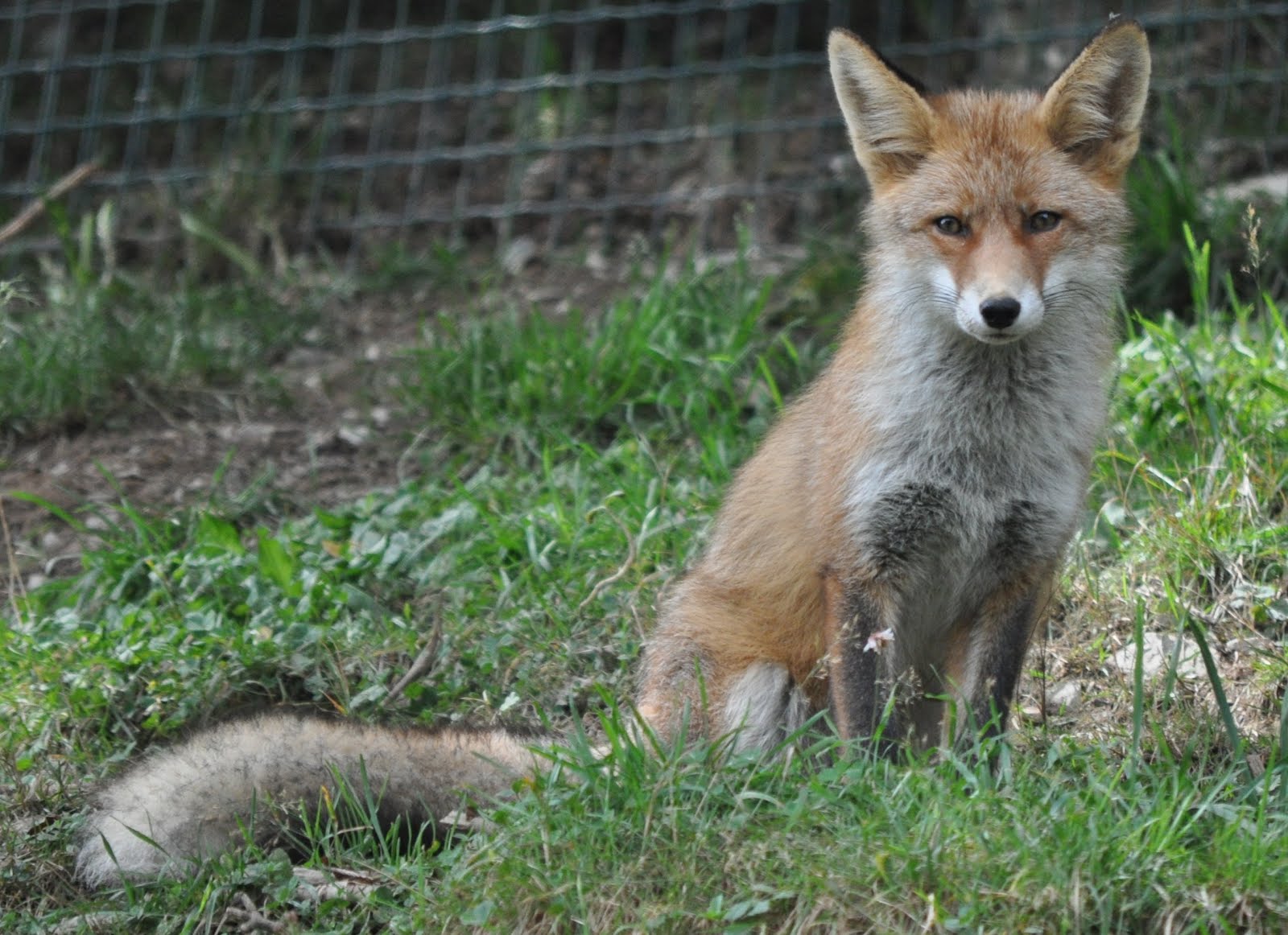 ZOOTOGRAFIANDO (MI COLECCIÓN DE FOTOS DE ANIMALES): ZORRO COMÚN O ROJO