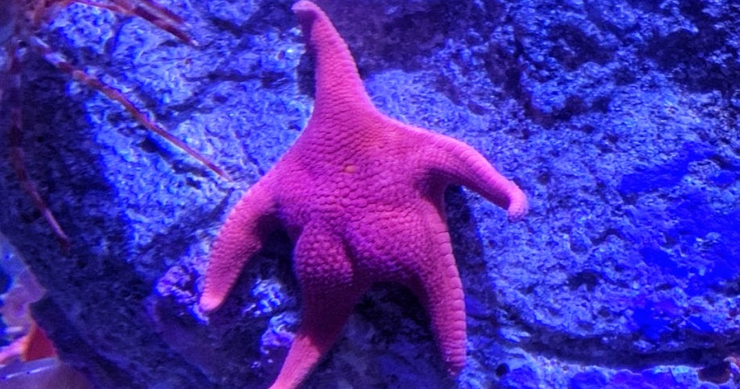LOOK: This Starfish with big butt is breaking the internet ~ PINOY FORMOSA