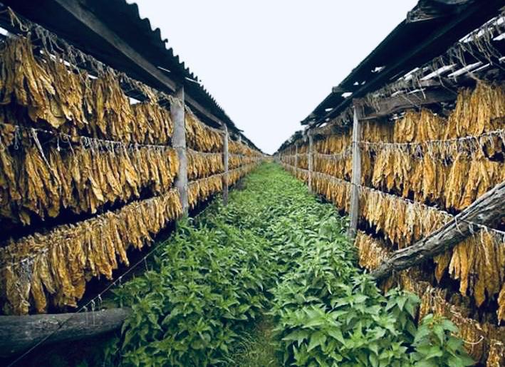 What are the main Business in Albania